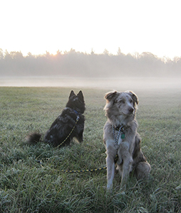 Gita and Dex in the misty morning.