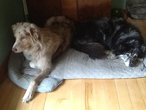 Dex and Gita sharing the bed.